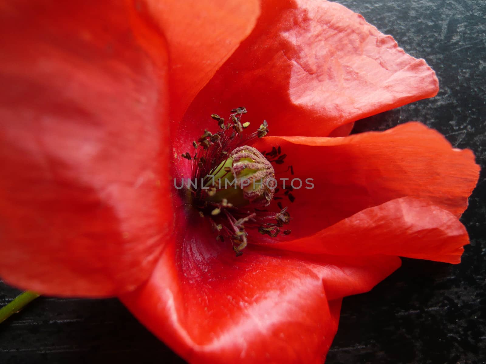 Red Poppy Blossom