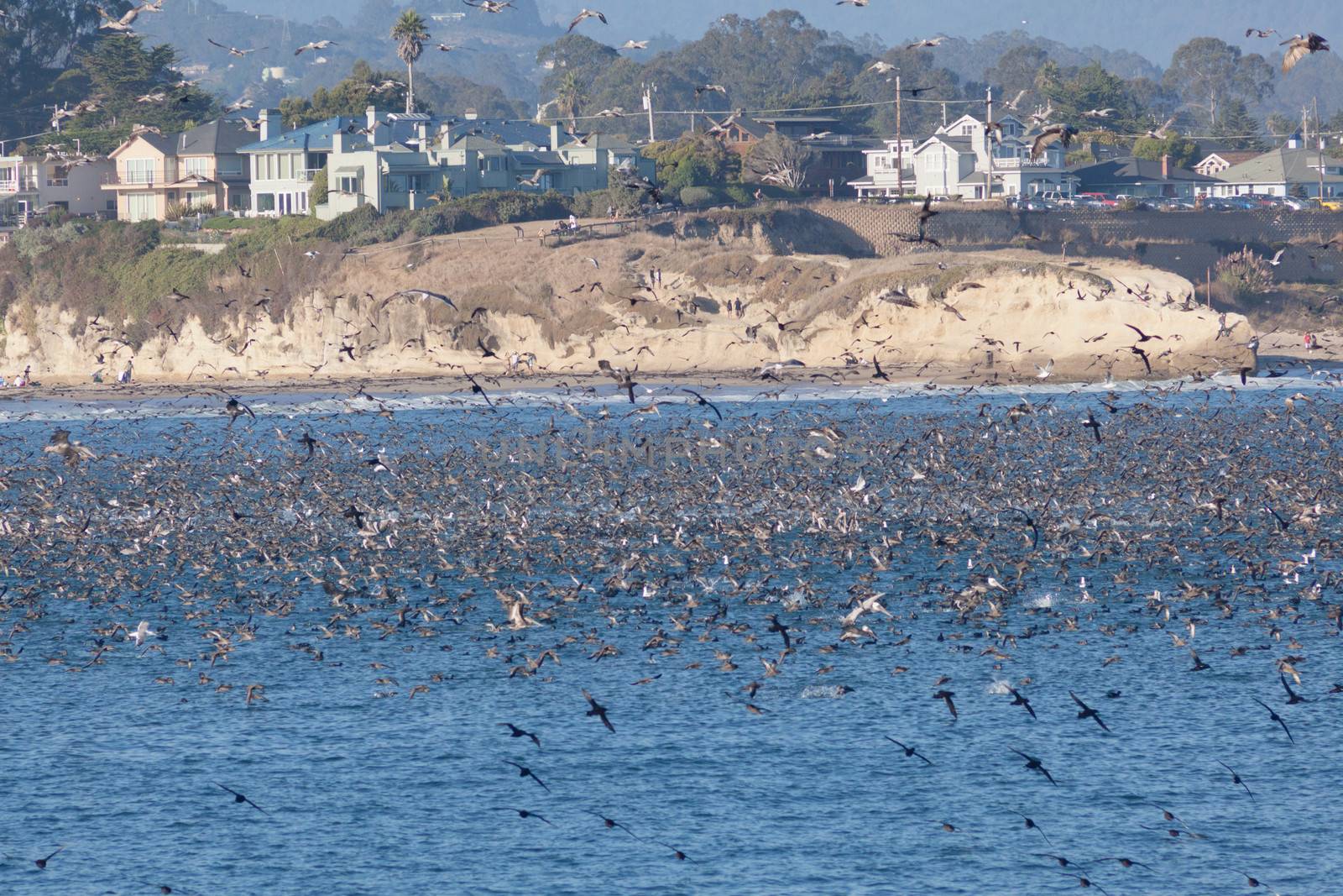 SANTA CRUZ, CA, USA - SEPTEMBER 5: Thousands of birds feeding on by melastmohican
