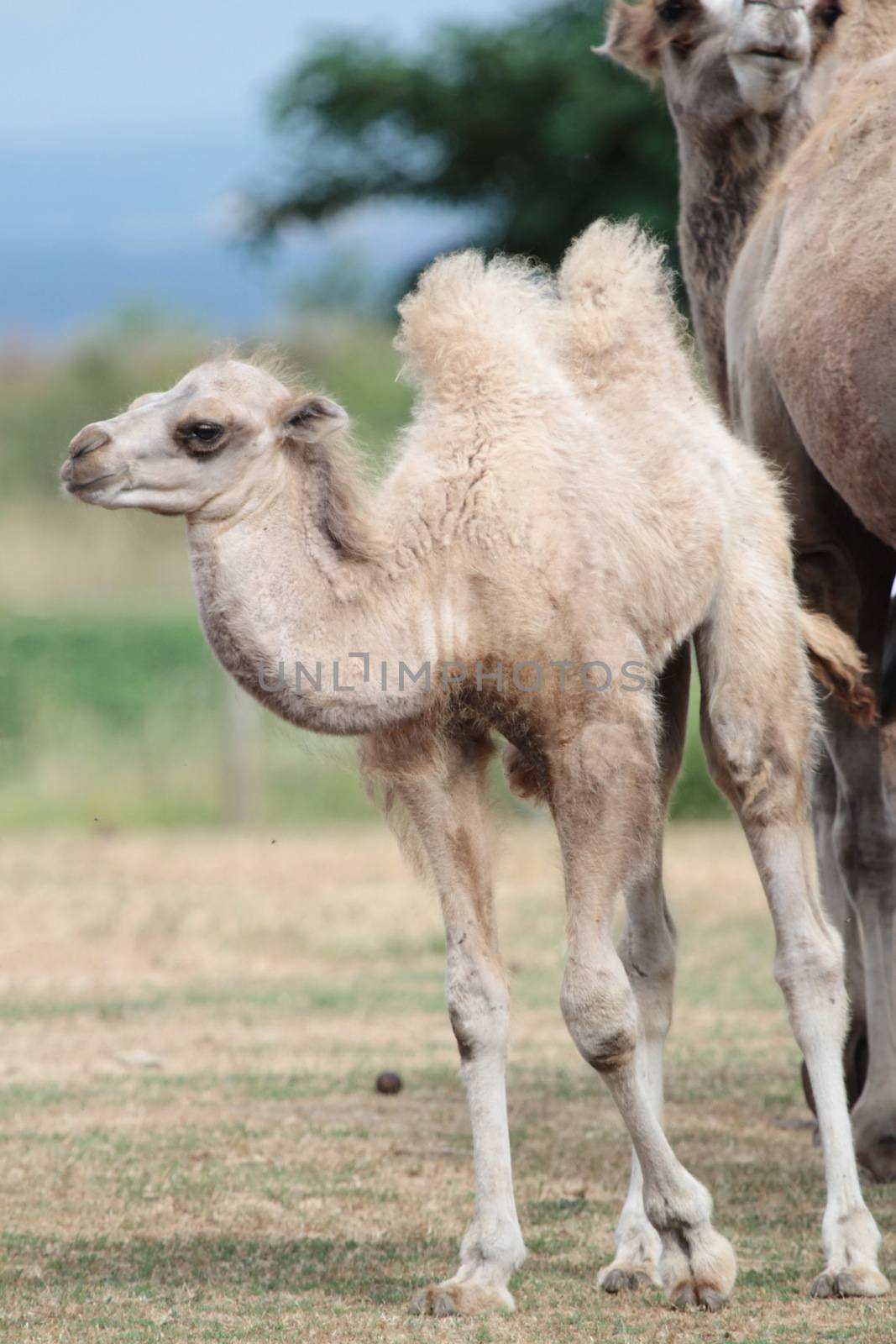 Camel baby calf standing on the ground next to his mother