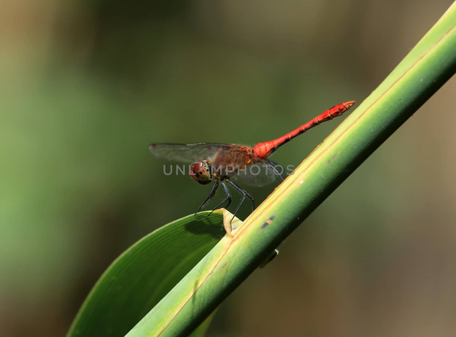 Red dragonfly by Elenaphotos21