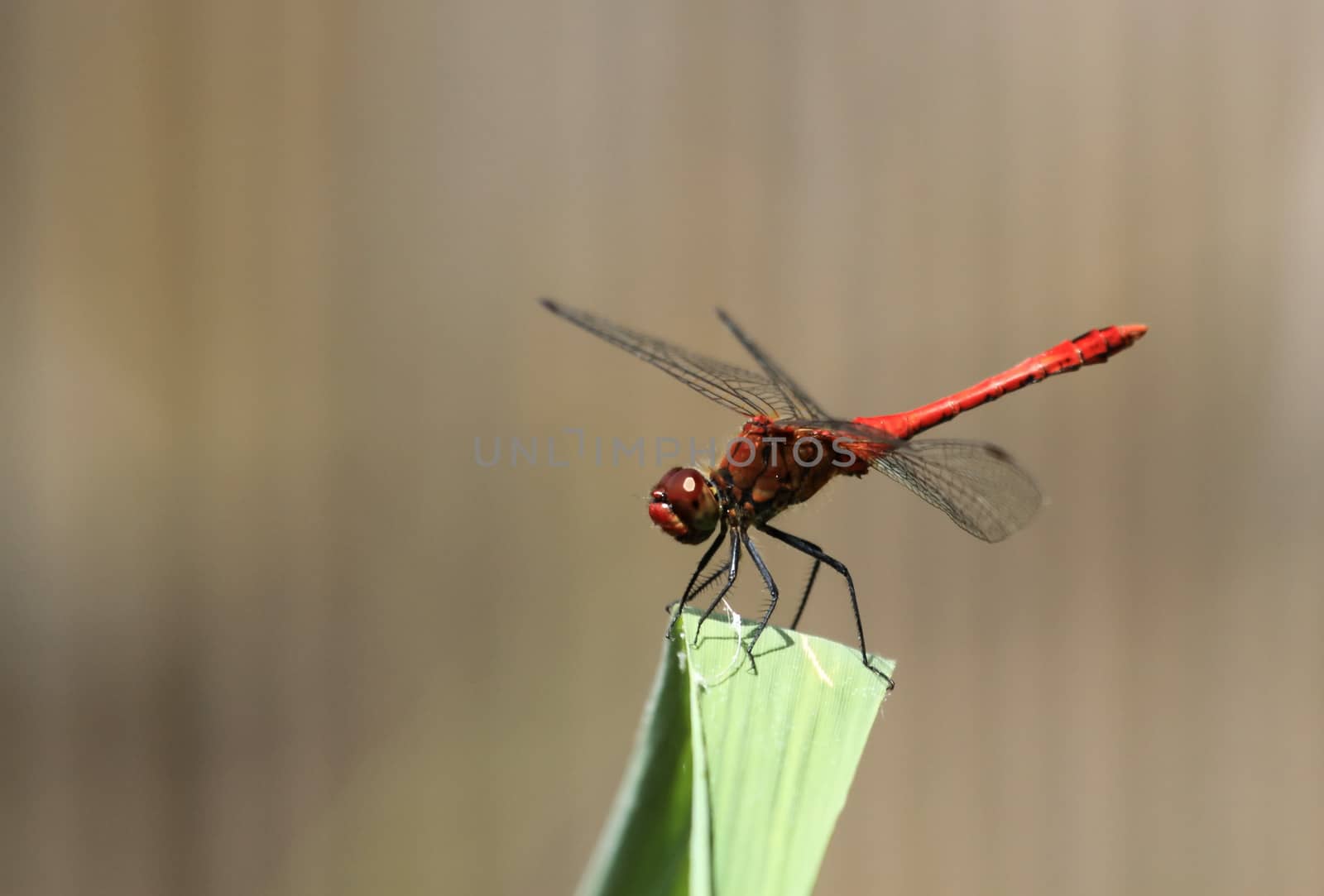 Red dragonfly, sympetrum, at rest on a big green leaf