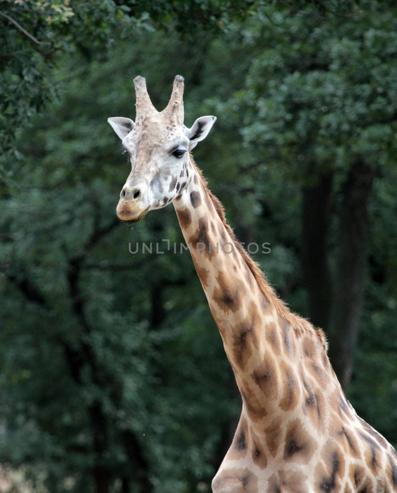 Portrait of a giraffe, camelopardalis, against green leaves background