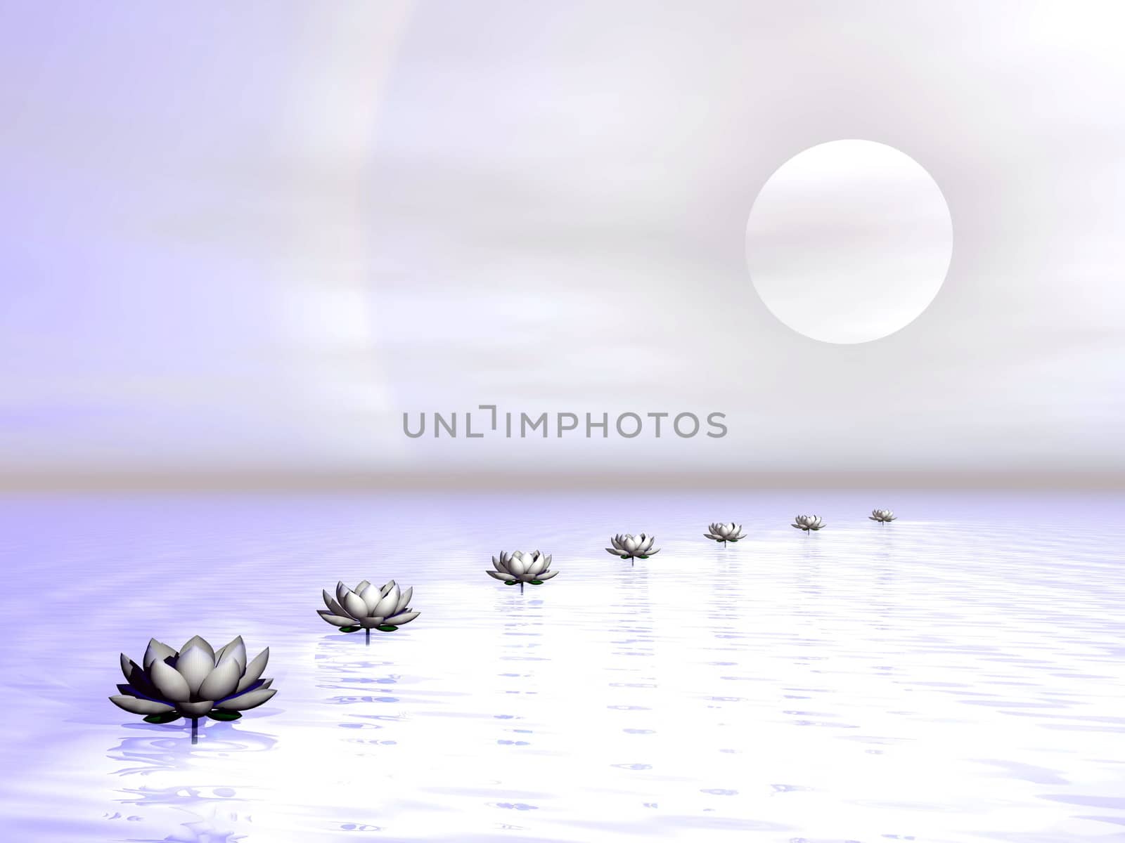 Beautiful white water lilies creating a path to the sun by sunset