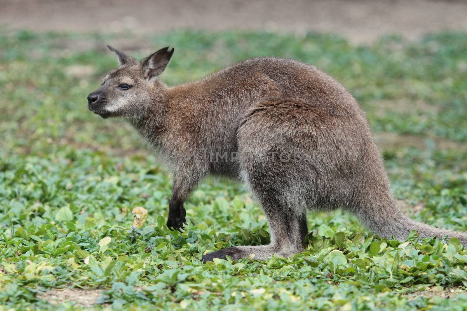 Bennett wallaby (macropus rufogriseus) with red neck standing on the green grass