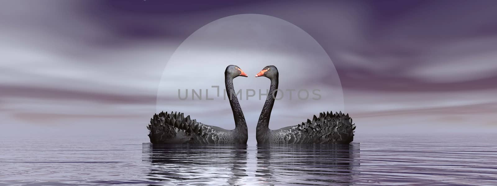 Two black swans in front of moon on the water by beautiful night