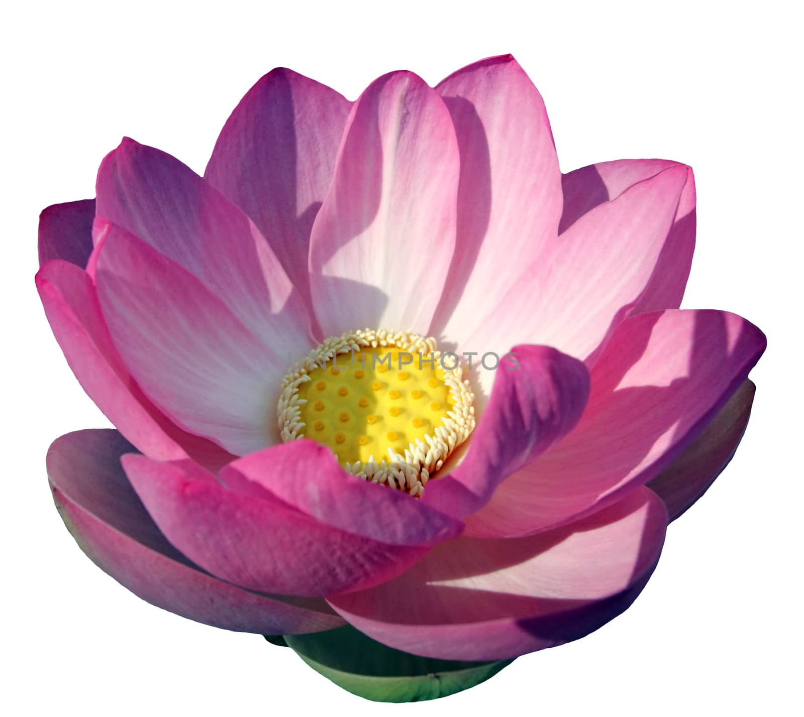 Close up on beautiful water lily or lotus flower and leaves in white background