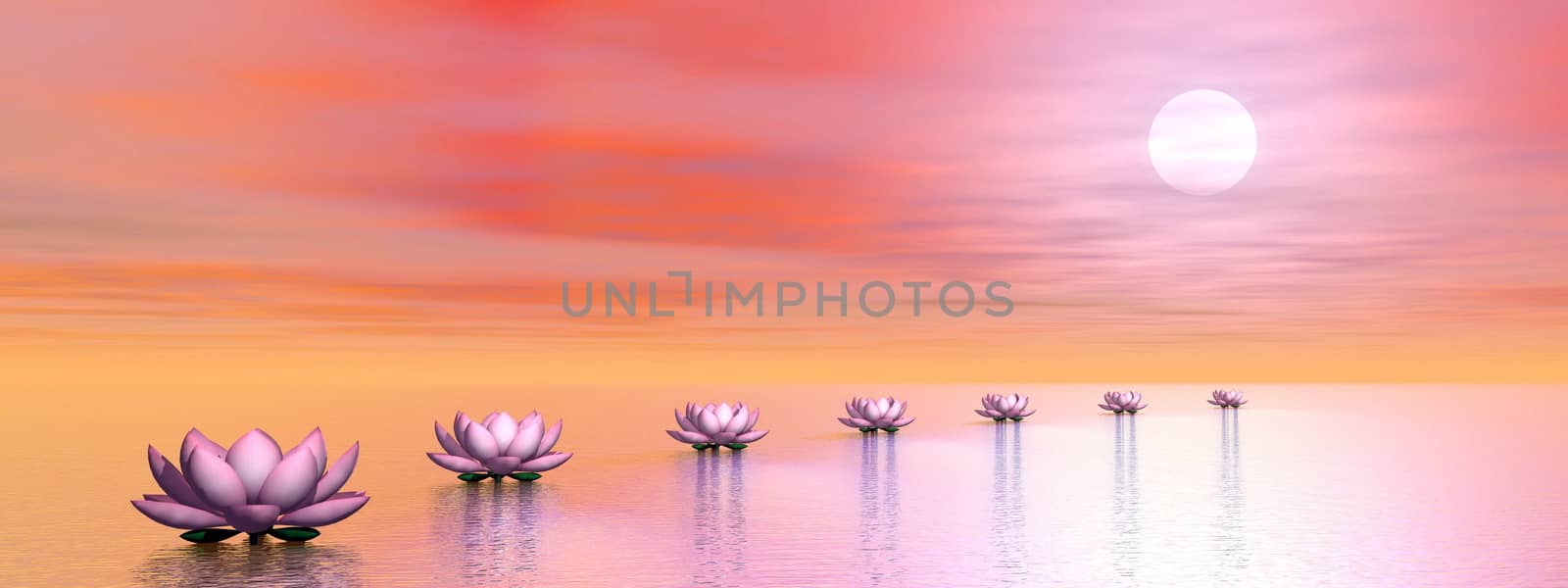 Beautiful pink water lilies creating a path to the sun by sunset