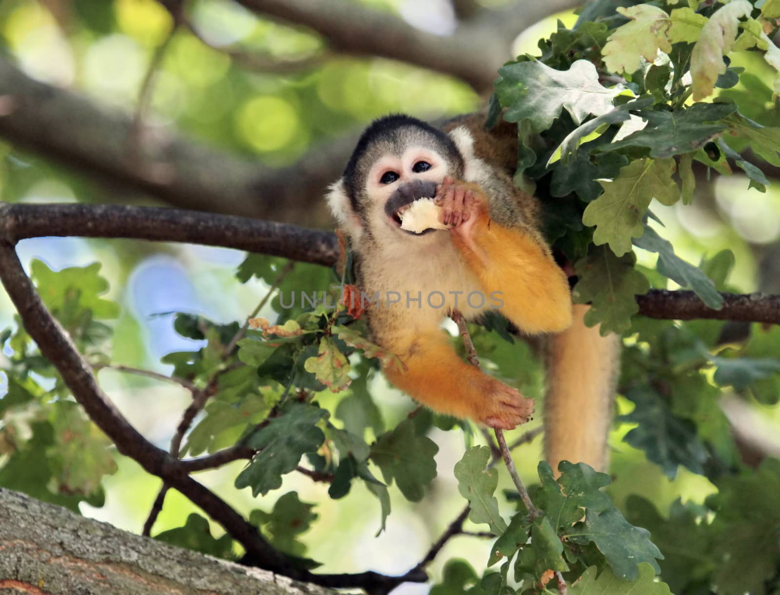 Squirrel Monkey eating in a tree (Saimiri sciureus)