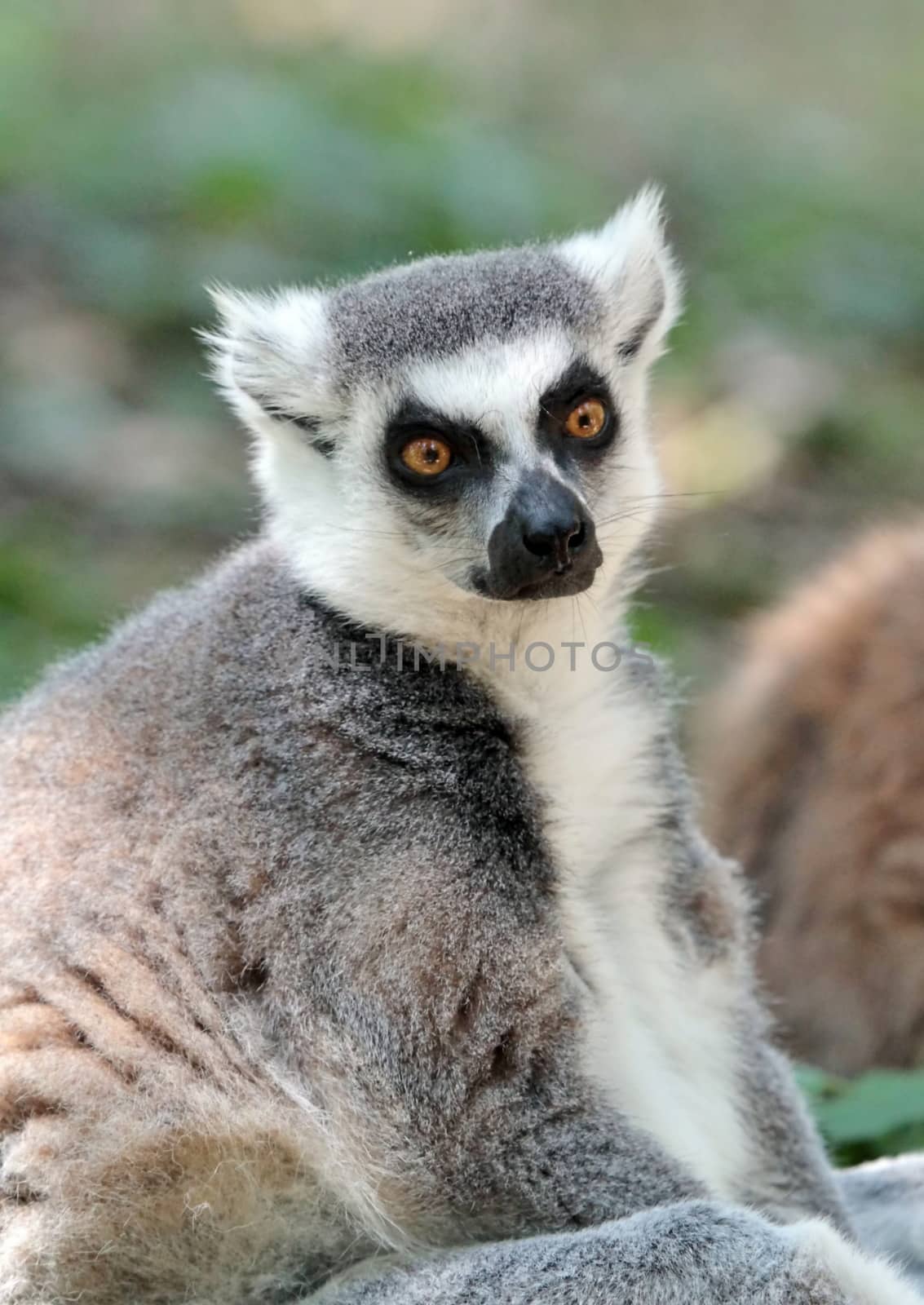 Lemur catta (maki) of Madagascar sitting quietly on the ground