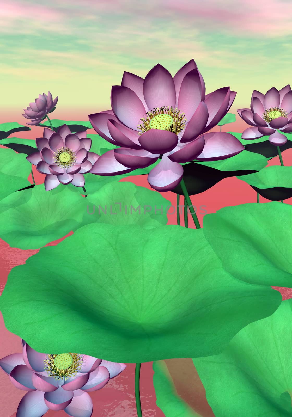 Beautiful pink water lilies and lotus flowers with leaves by cloudy sunset light