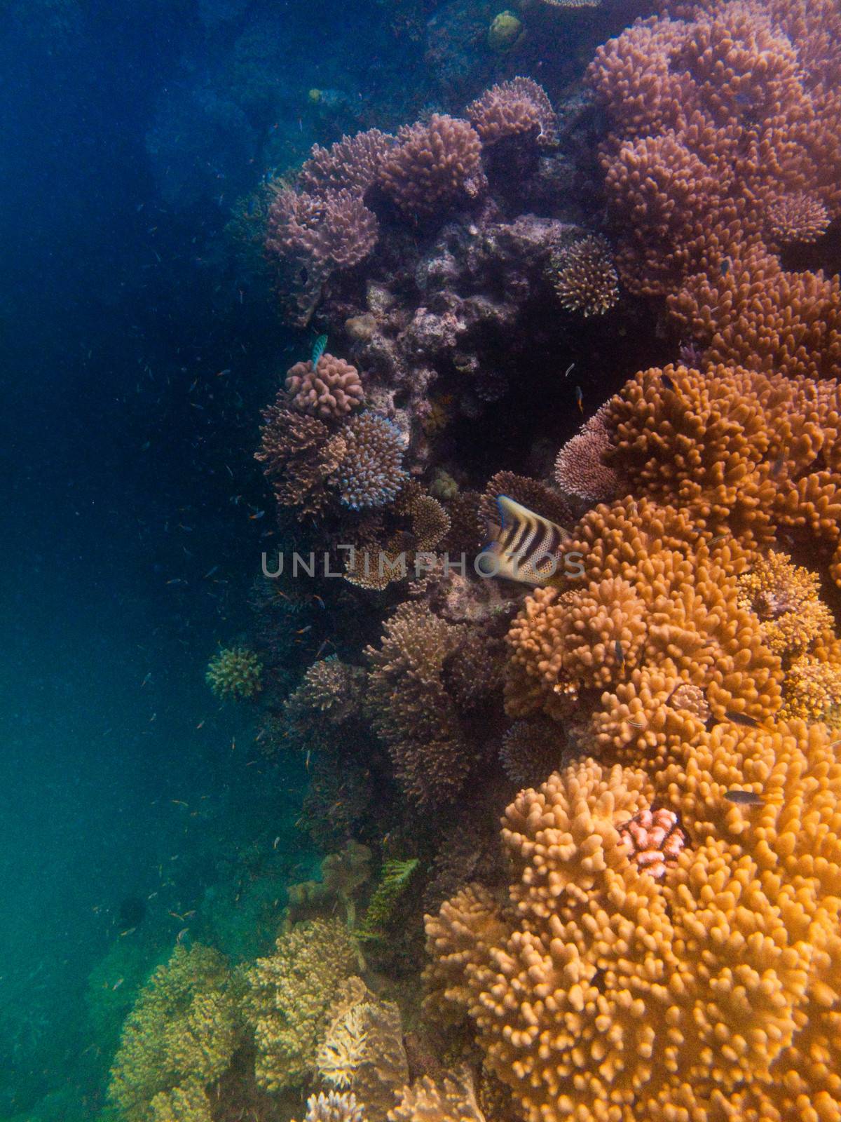 Under water shot of the coral reef by jrstock