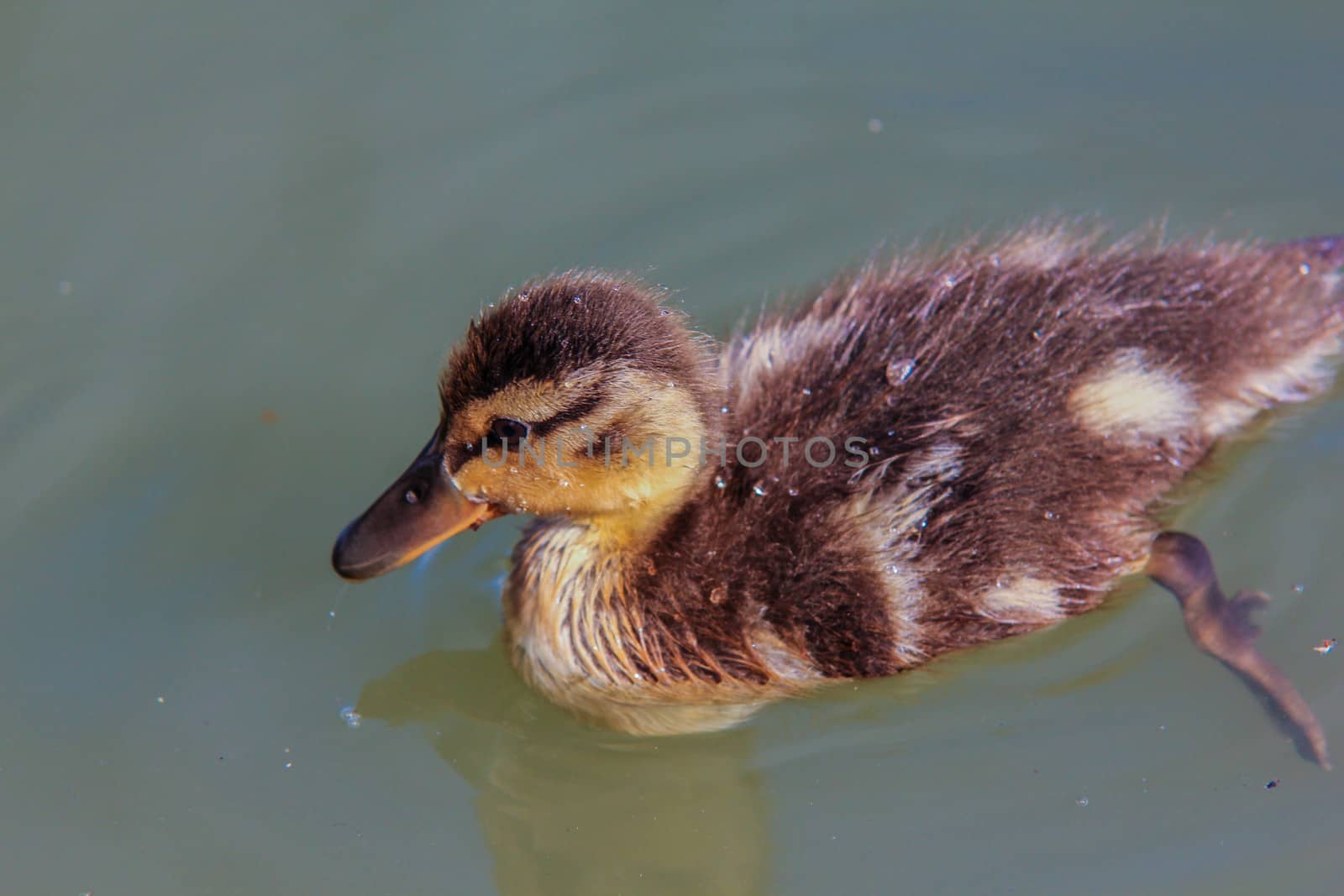 A yellow duckling swimming around by itself in blue water