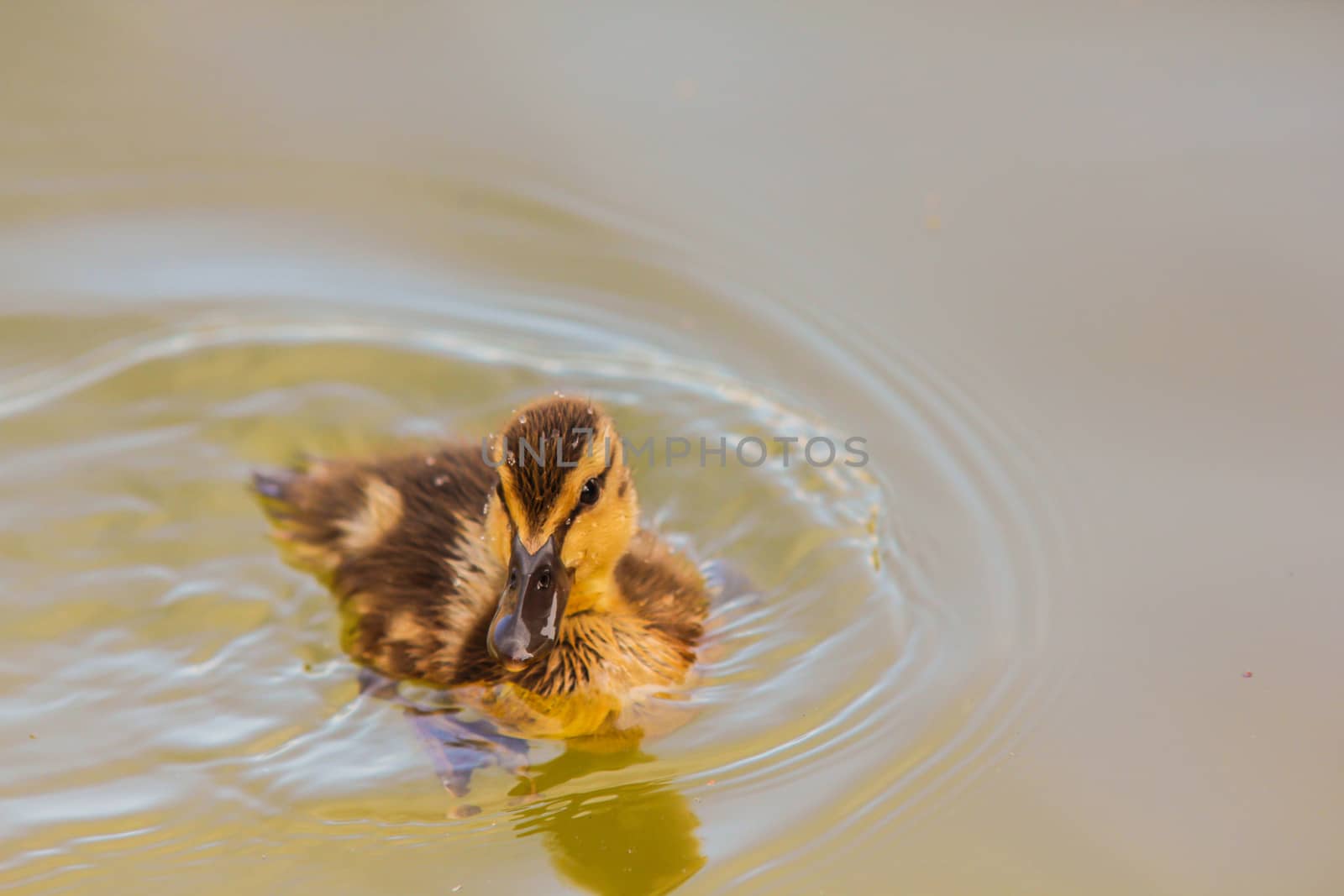 A yellow duckling swimming around by itself in blue water