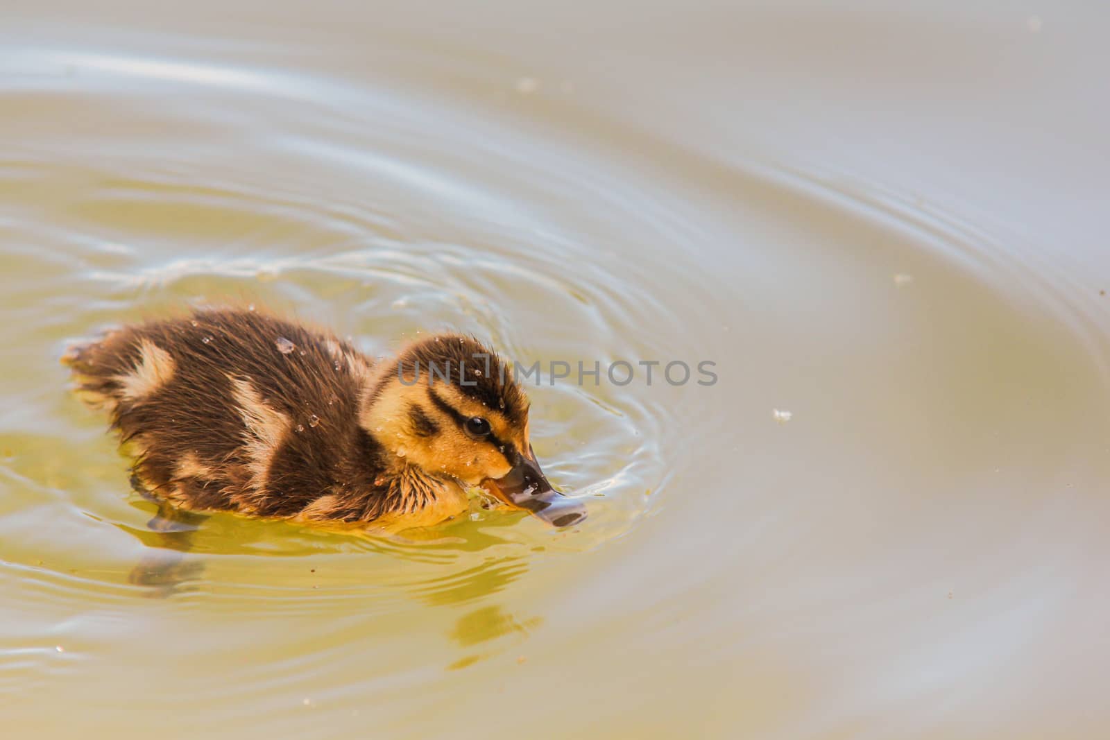 A yellow duckling swimming around by itself in blue water