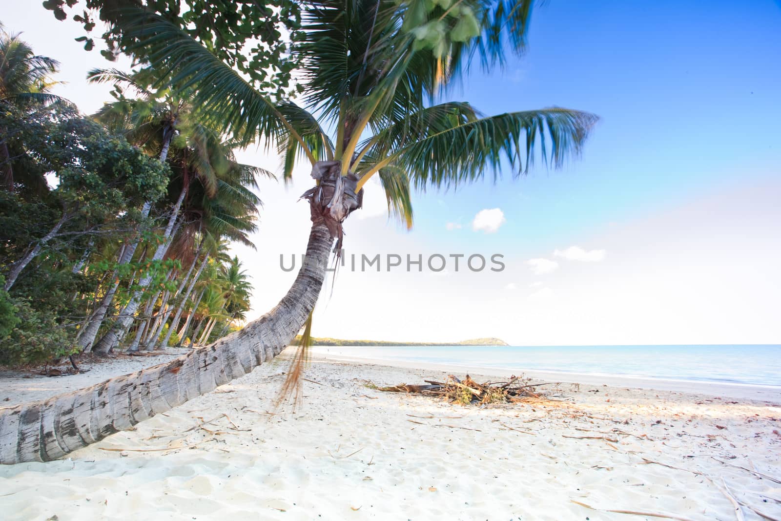 Golden tropical beach with a palm tree bending forwards over the sand towards the calm blue ocean
