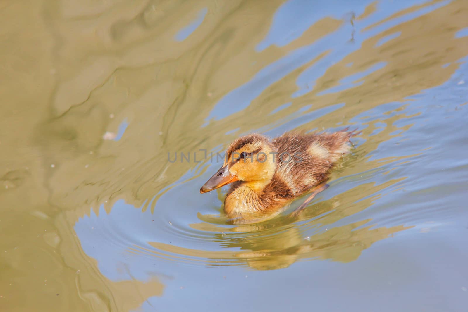 Duckling at sea by Arvebettum