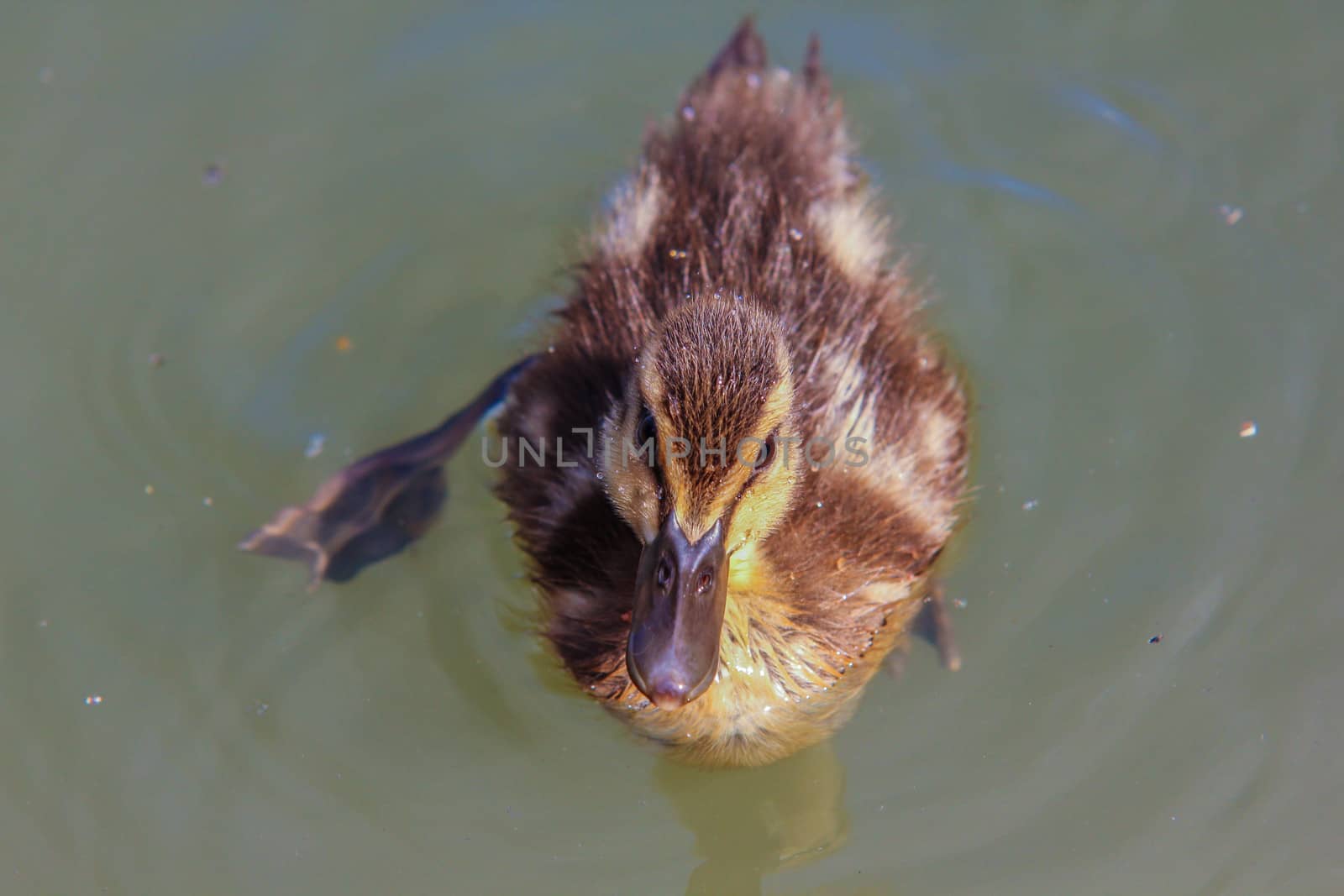 Duckling at sea by Arvebettum