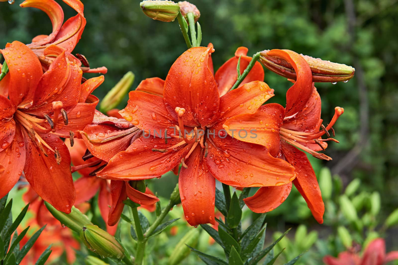 Red lily with rain droplets on the petals. Closeup