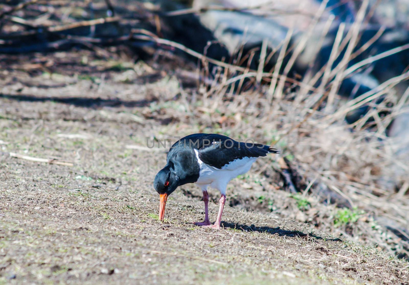 Euroasian oystercatcher walking about on a food search