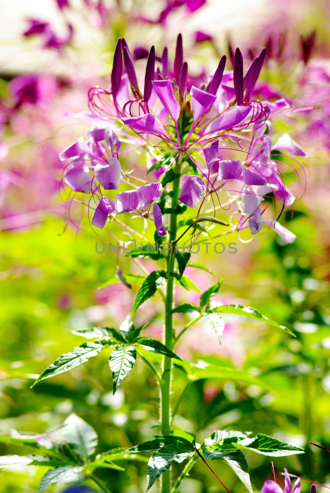 Violet flower in garden by pixbox77