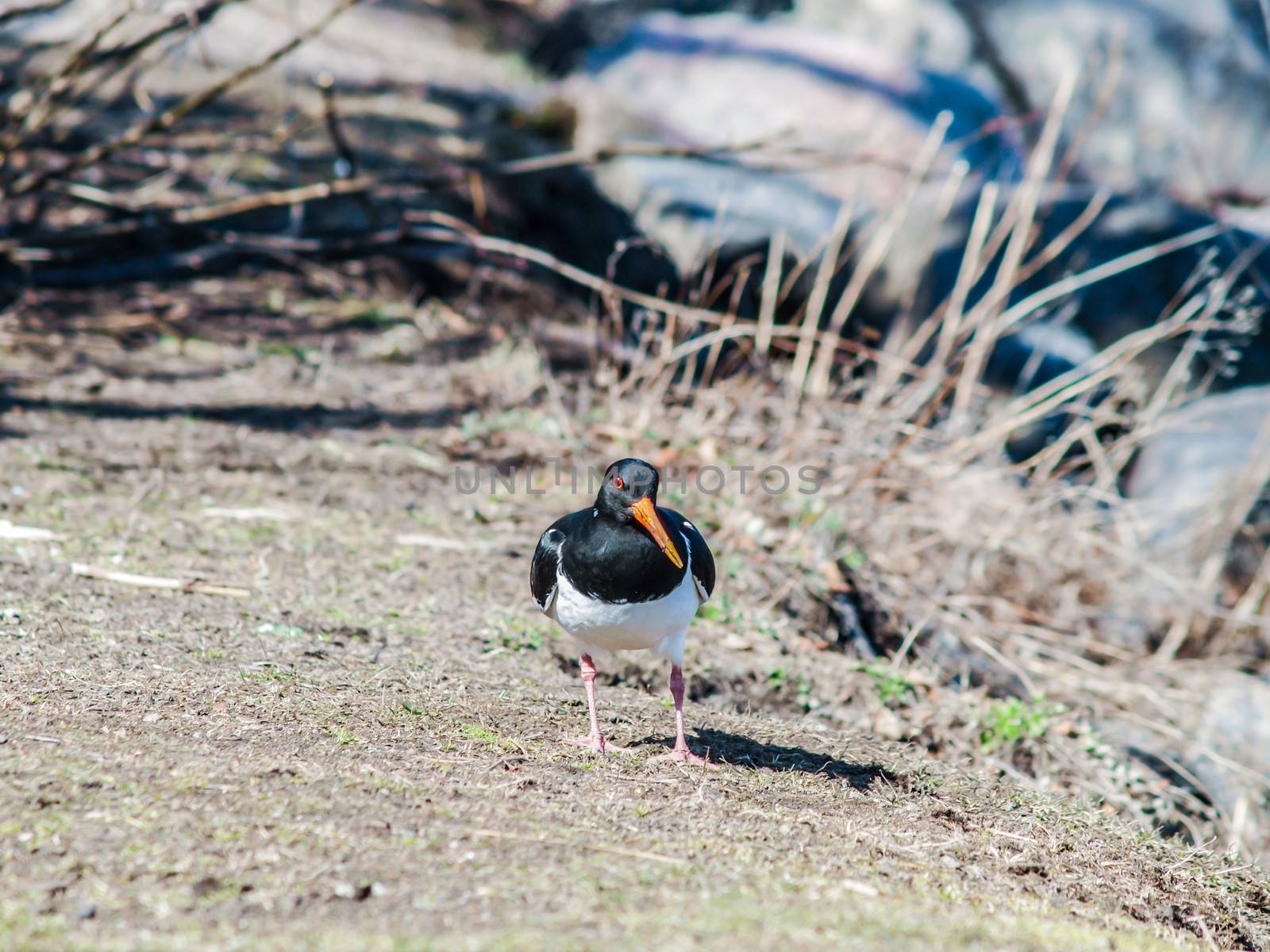 Euroasian oystercatcher walking about on a food search