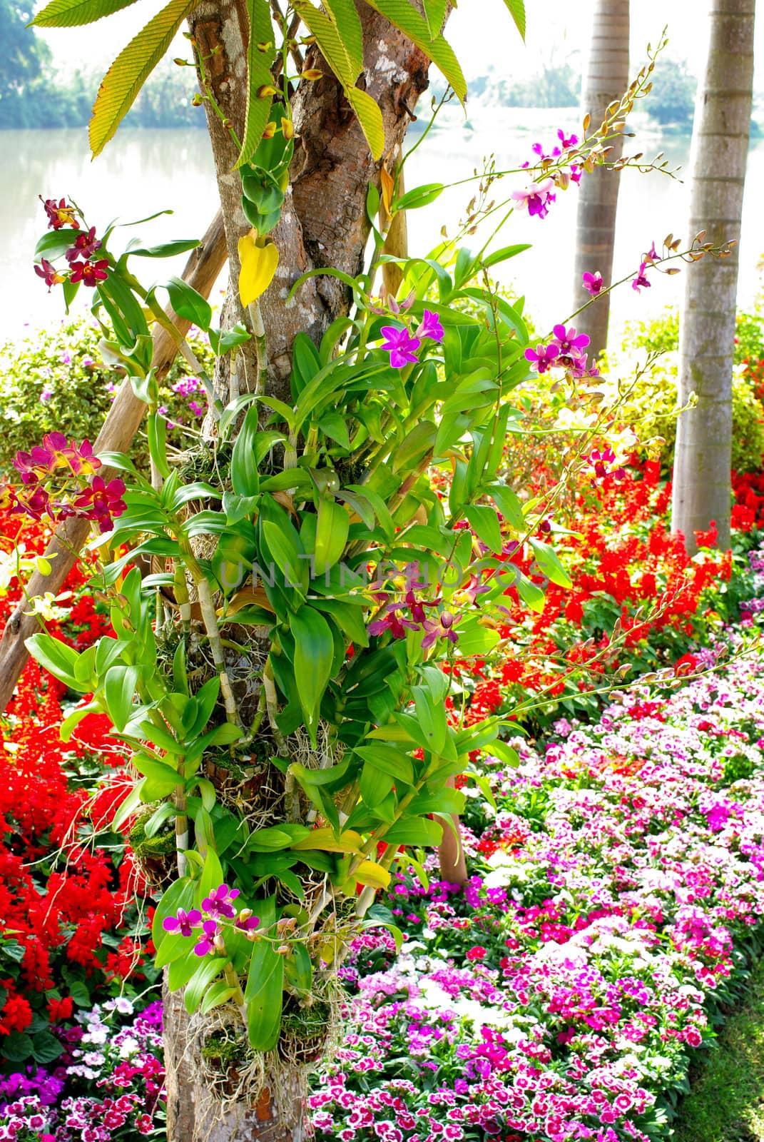 Orchid in romantic garden with river background in Chiang Rai, Thailand