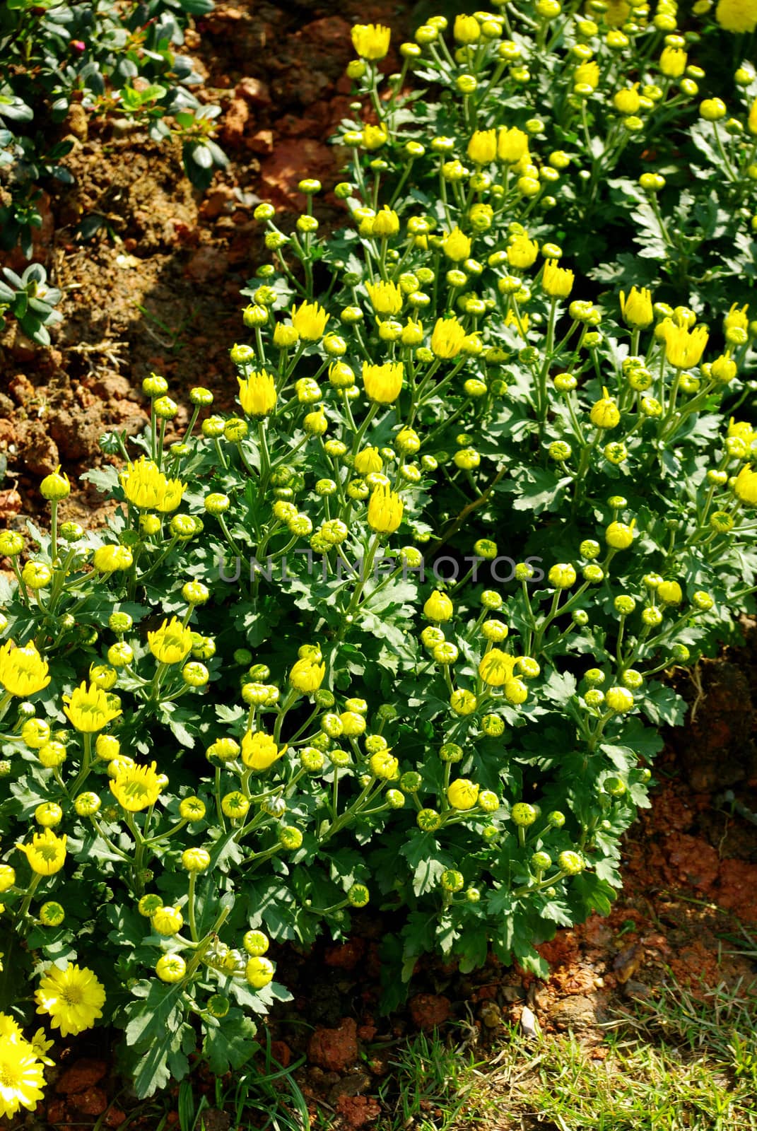 Nice yellow flower blooming by pixbox77