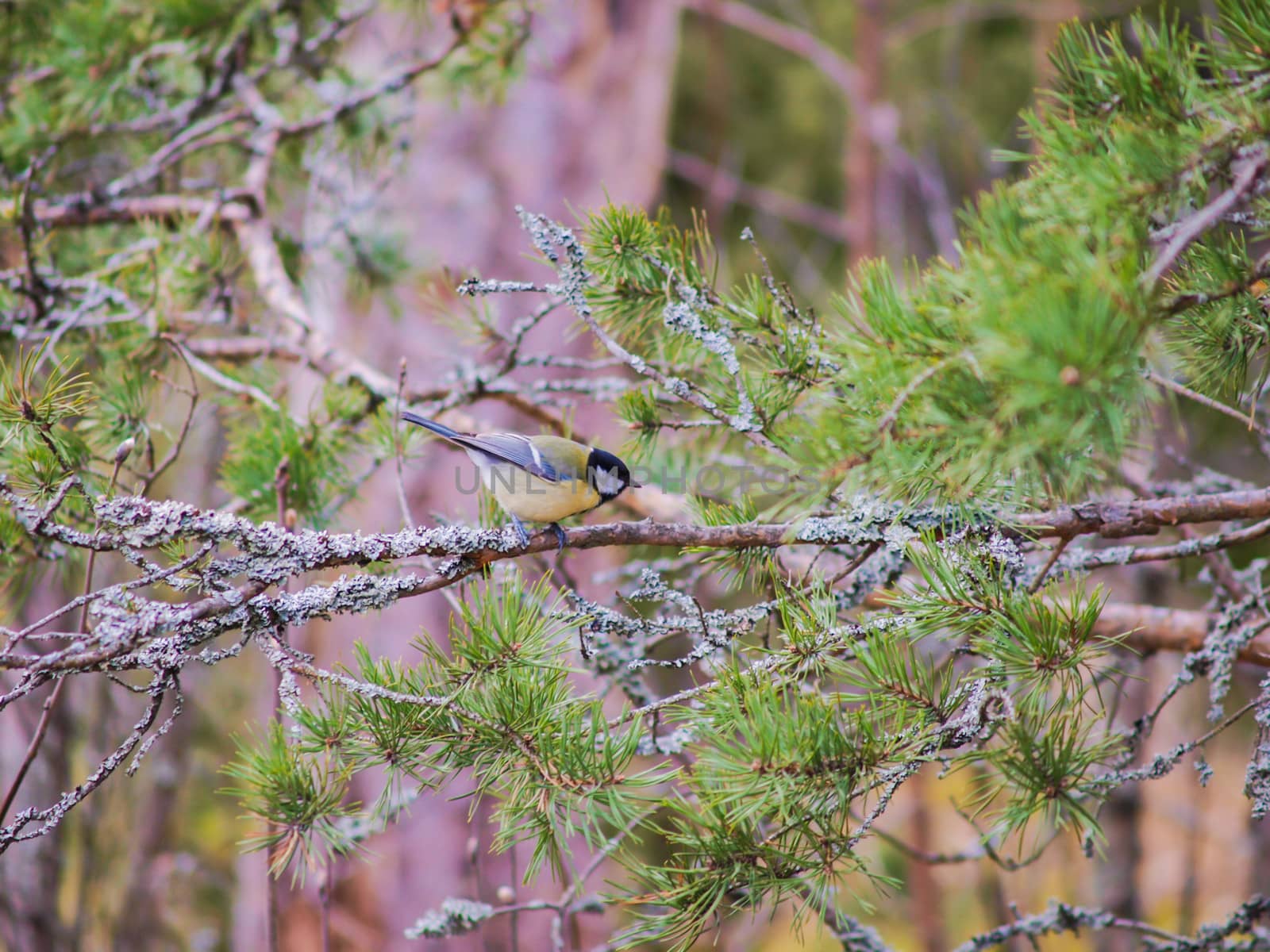 Titmouse up in a pine tree at daytime