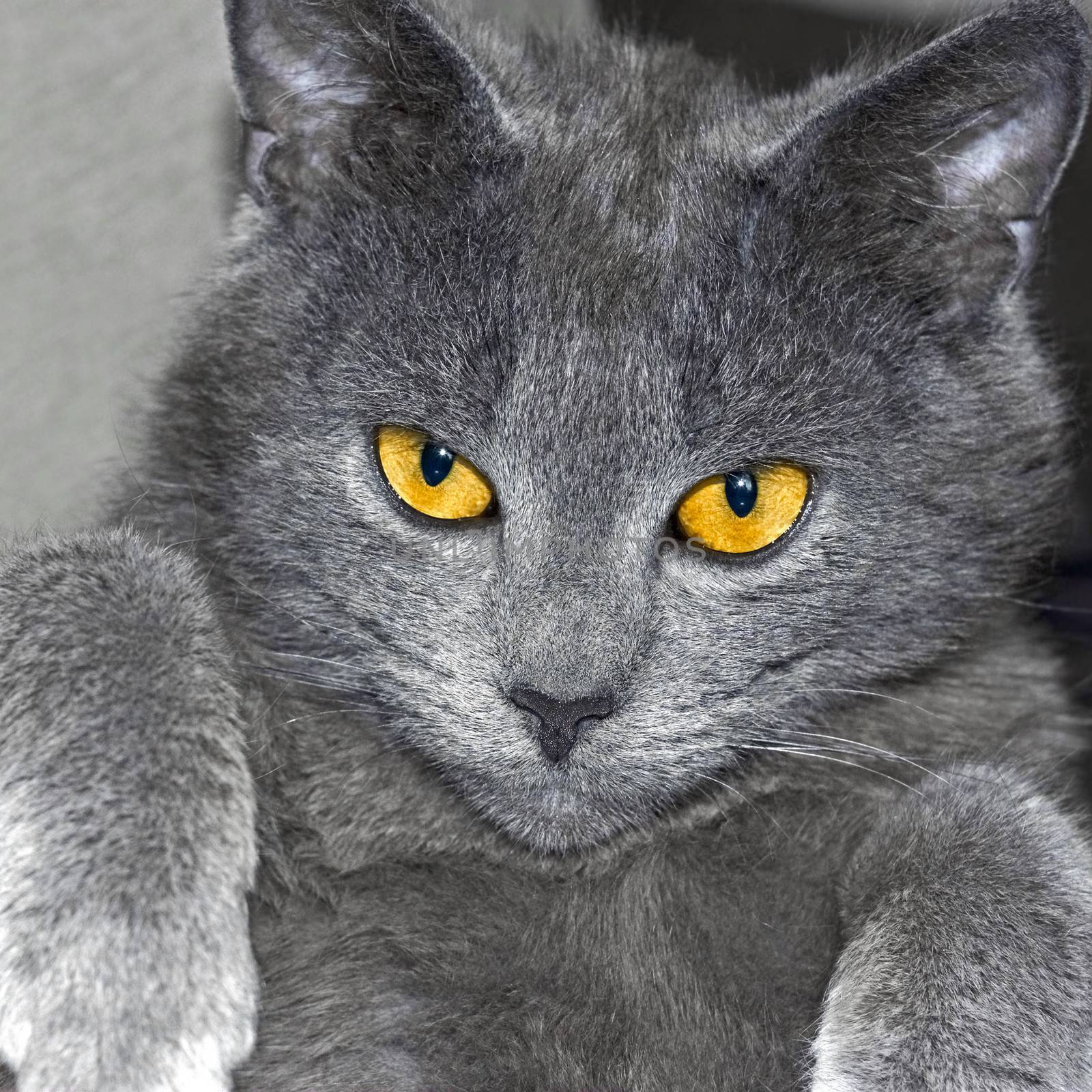 Gray British cat portrait by qiiip
