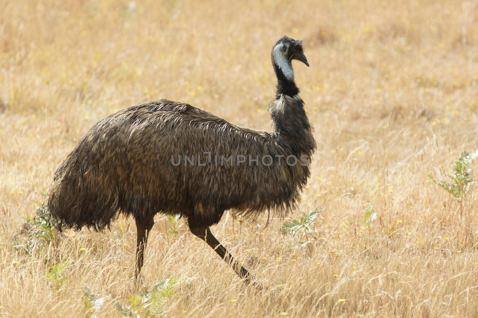 Emu, Tasmania, Australia by alfotokunst
