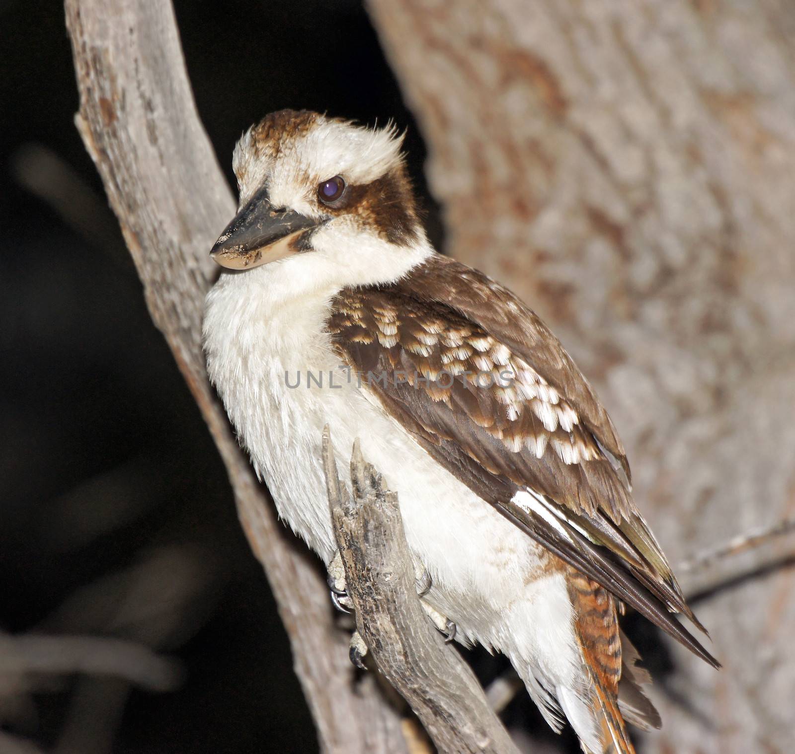 Kookaburra, Freycinet National Park, Tasmania, Australia