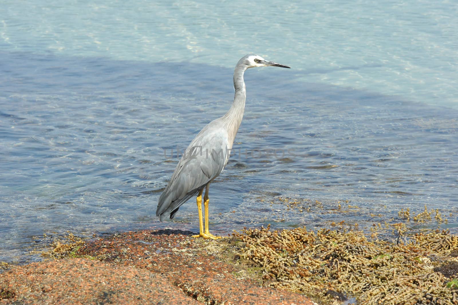 White-faced Heron, Freycinet National Park, Tasmania, Australia