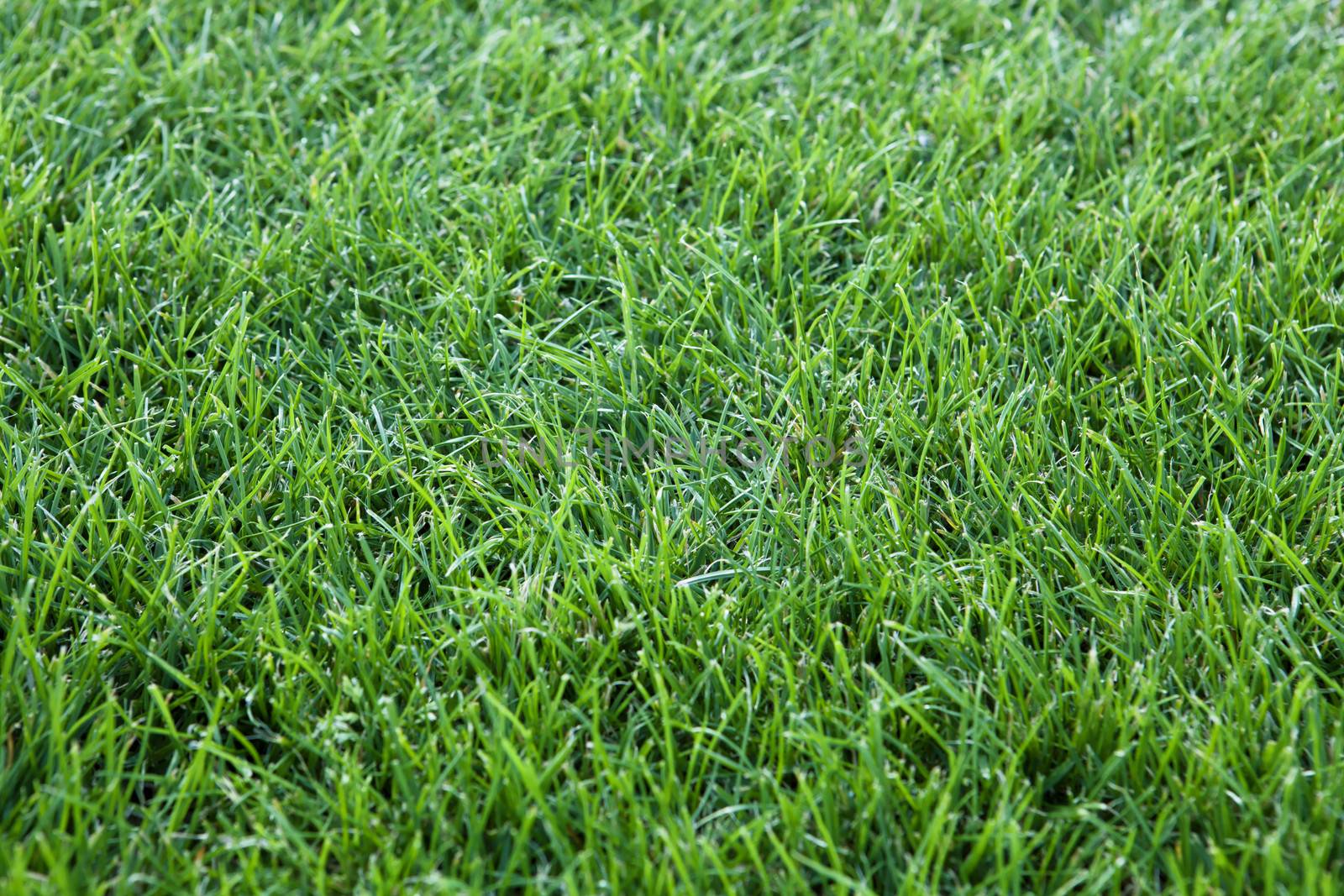 green grass background, closeup photo of grassy cover