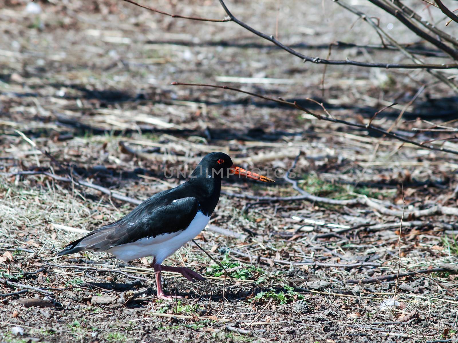 Oystercatcher walking about on grey field after snowmelt. Fresh green grass is appearing