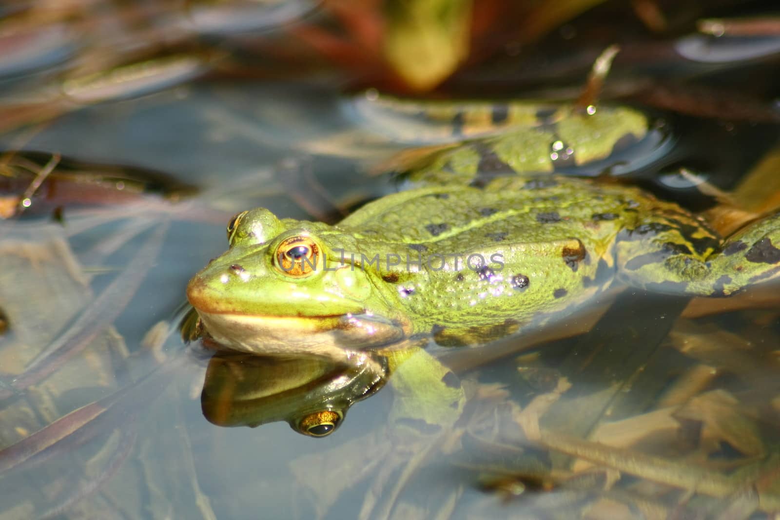 Detail view of a large green water frog