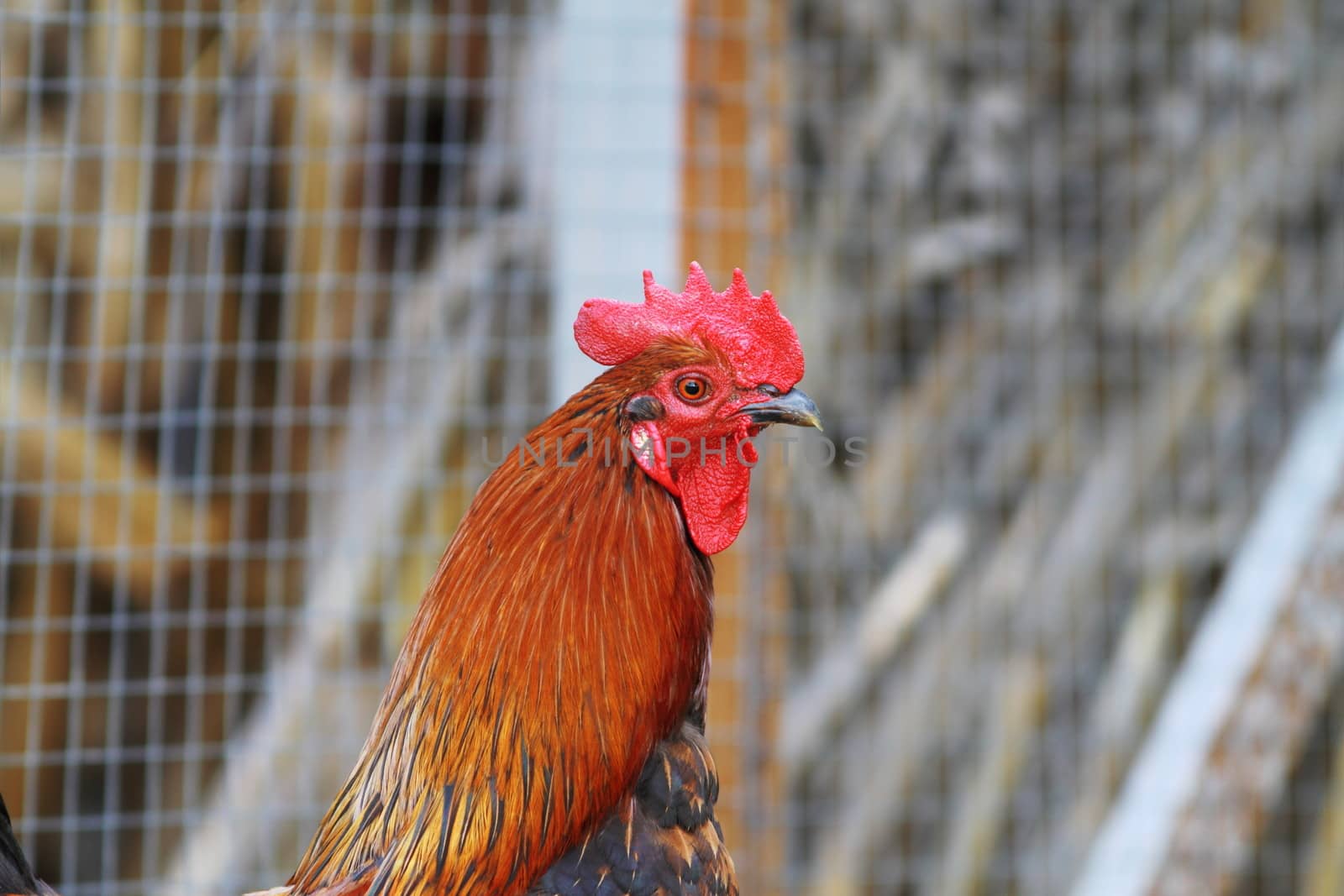 closeup of a big beautiful rooster at the farm