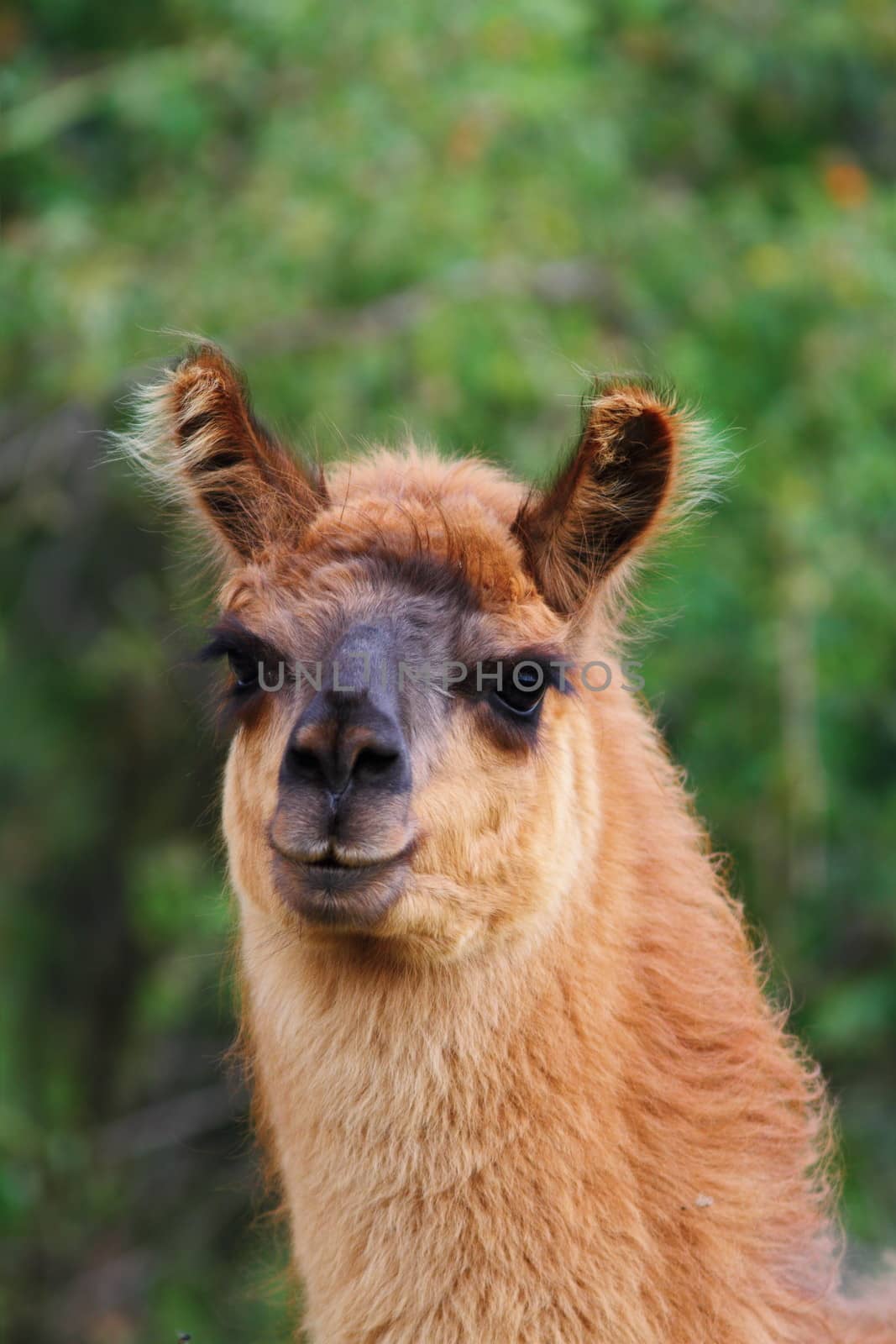 portrait of a curious llama looking towards the camera