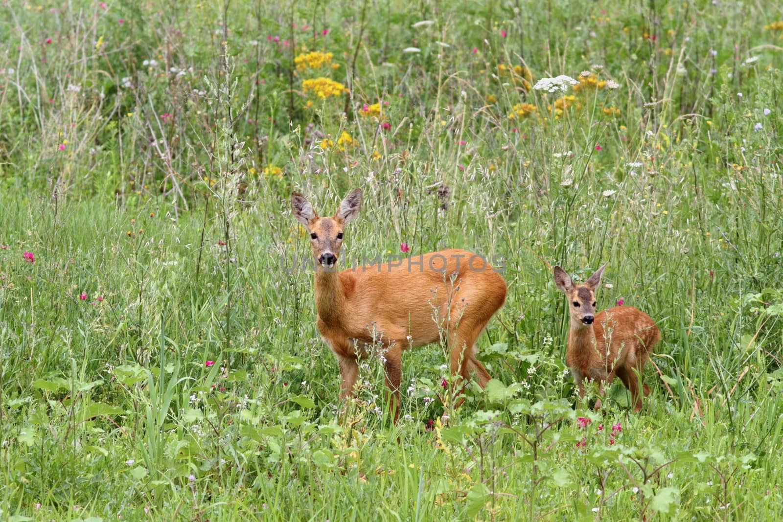 roe deer doe ( capreolus ) and her baby looking at the camera while standing in  the big grass