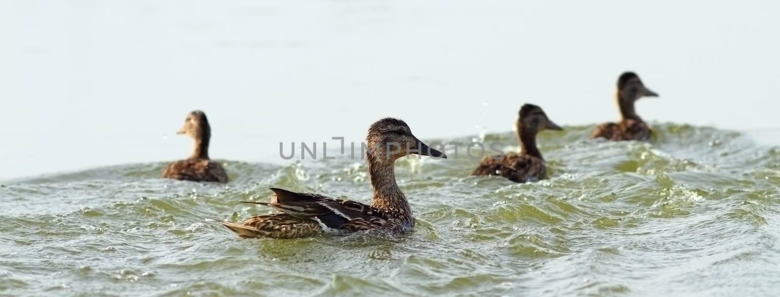 mother duck and baby ducklings swimming on the lake