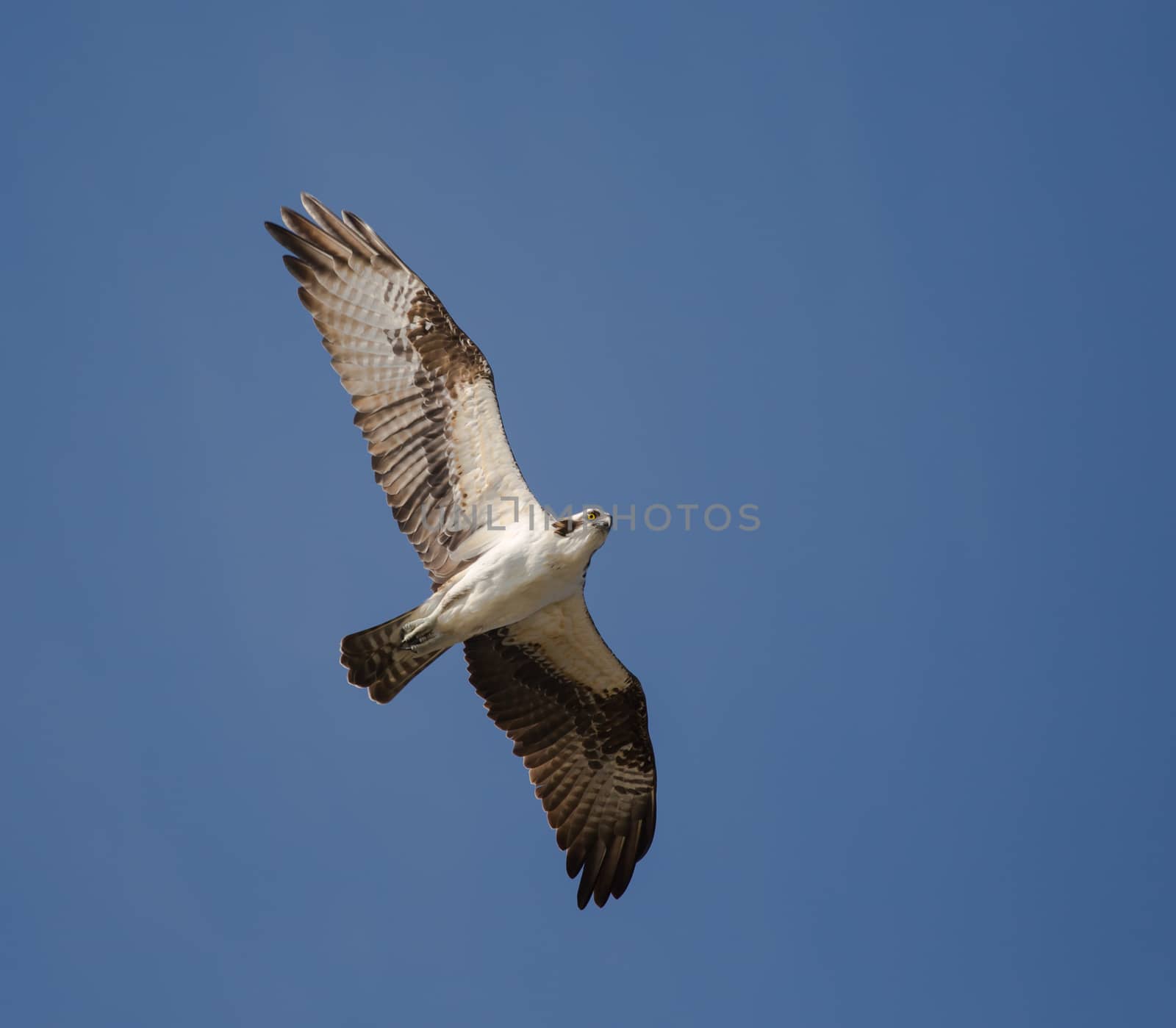 Osprey on the coast of Florida searching for unsuspecting fish swimming too close to the surface.