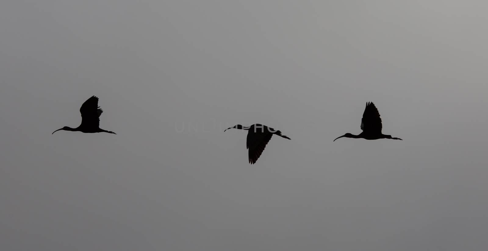 Flying White Ibis Silhouettes by picturyay