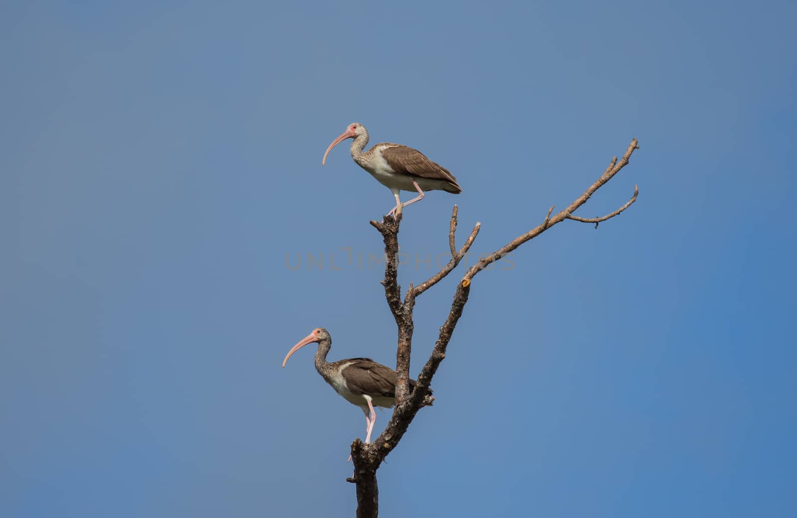 Two Juvenile White Ibis in a Tree by picturyay