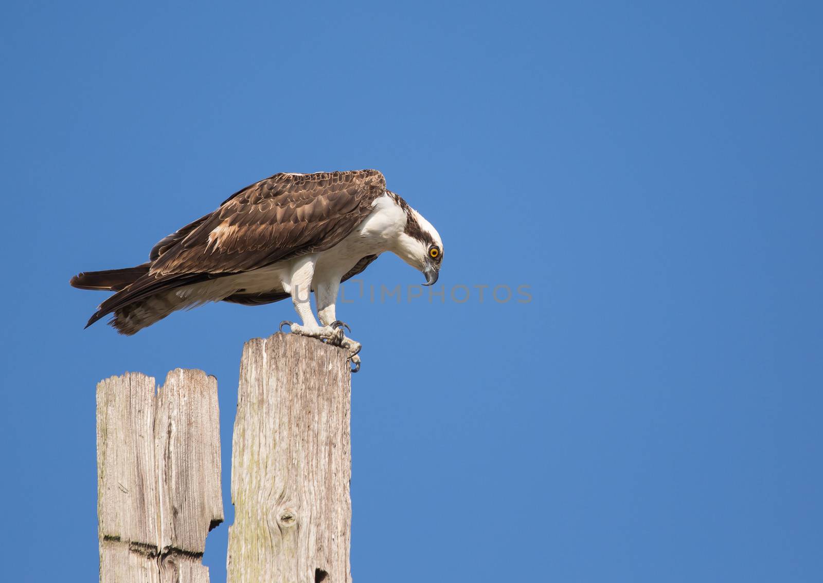 This Osprey is intently staring into the waters of the bay for unsuspecting fish.