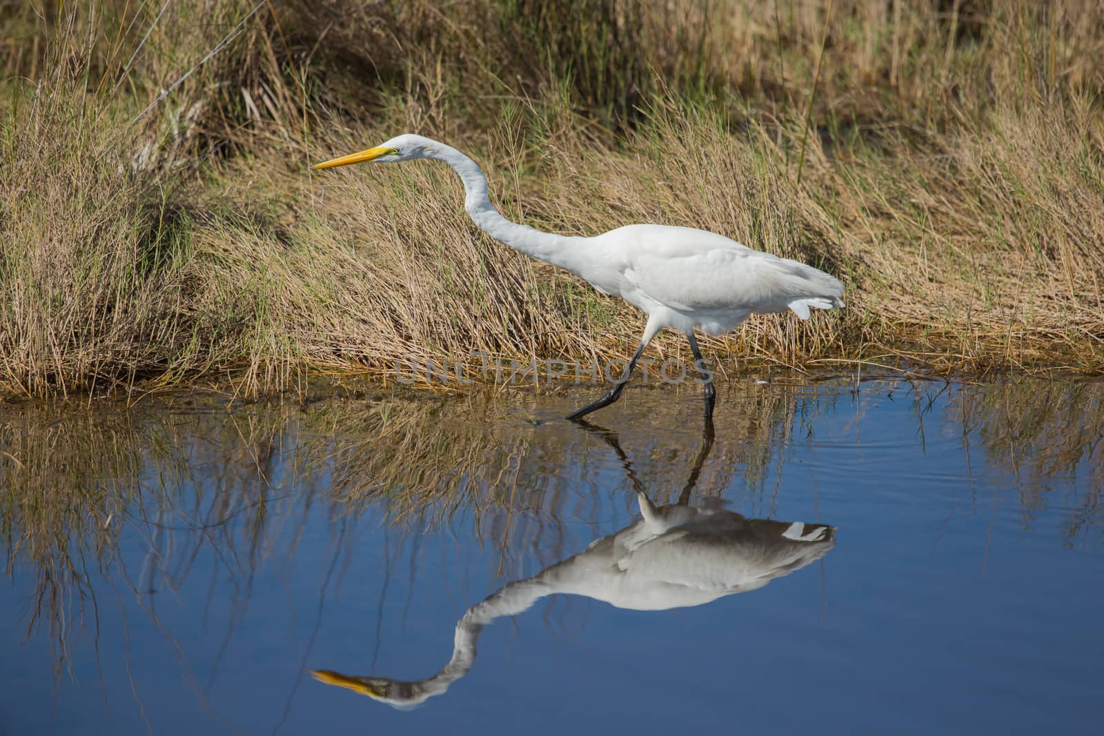 A determined Great Egret by picturyay