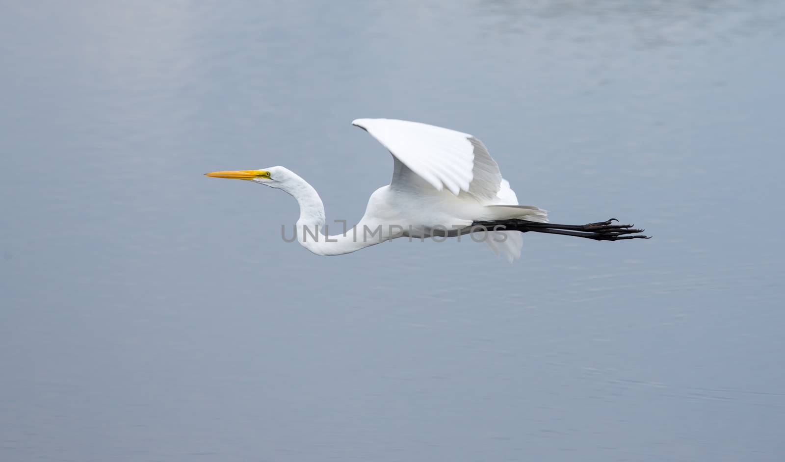 This Great Egret just took-off and is flying over water.