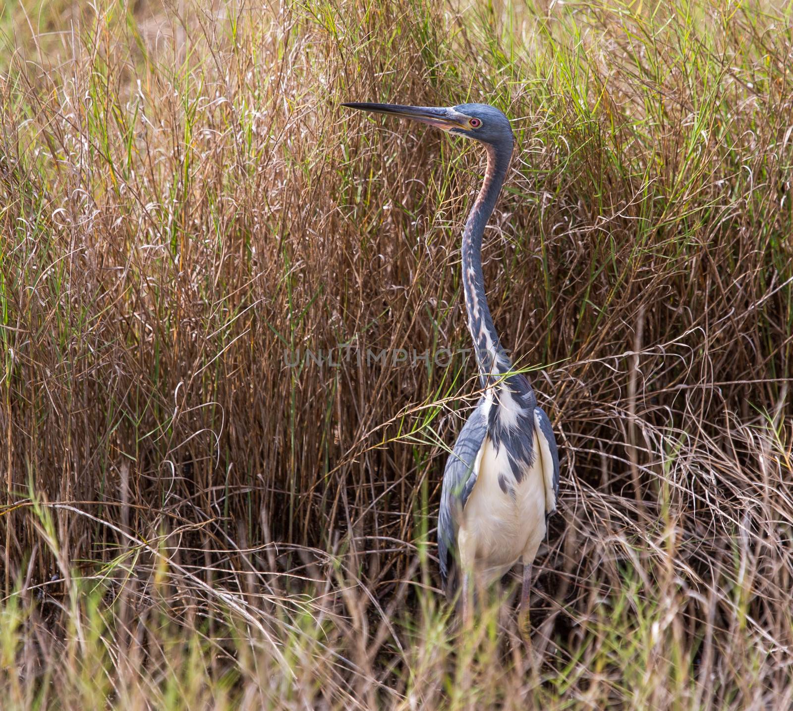 Tri-colored Heron Peeping Over The Rushes by picturyay