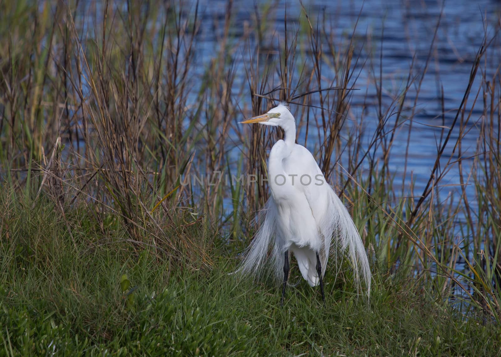 The Great Egret is all decked out in his white plumage finery. With the afternoon breeze causing his plumage to flow around him like a fine white cloak he looks royal to me.