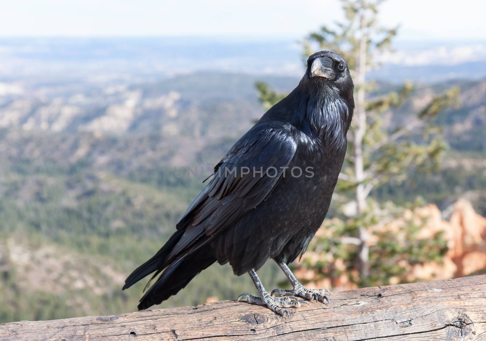 Ravens are larger than crows, with heavier bills and deeper voices. This one entertained visitors as we gazed out at the wonders of Ponderosa Point, Bryce Canyon National Park, Utah.