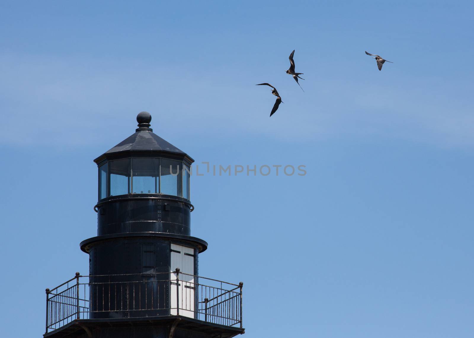 Three Magnificent Frigatebirds are frolicking in the wind above the old lighthouse at Fort Jefferson located in the Dry Tortugas.