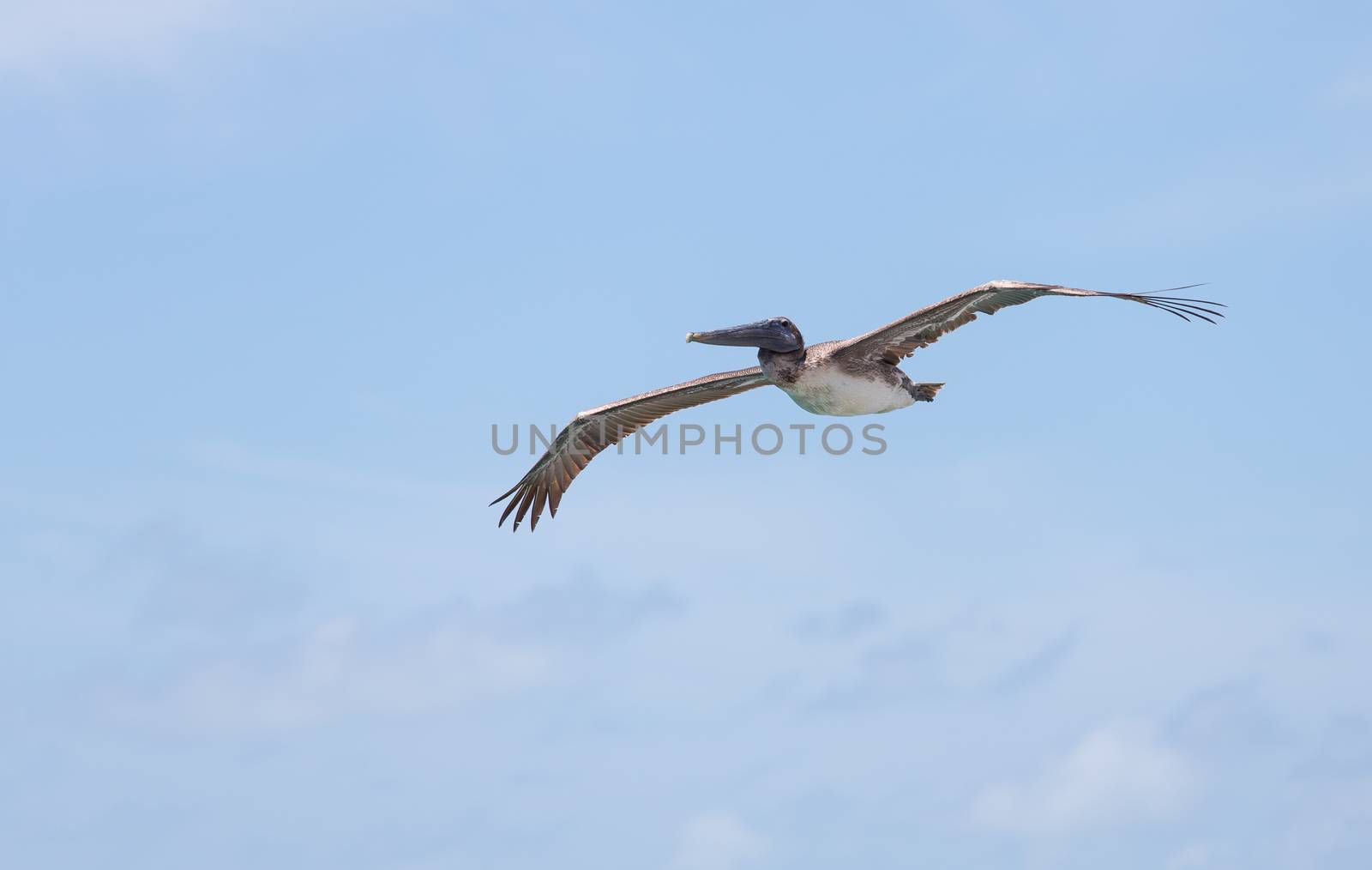 Brown Pelicans are abundant in the Keys. One can spend hours watching them dive-bomb into the water trying to catch a fish.